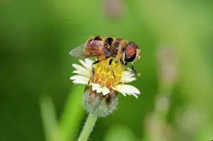 Syrphidae: Hoverfly on flower - Saba, Bali, Indonesia