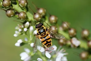 Syrphid: Hoverfly - on garden flower