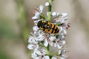 Syrphid: Hoverfly - on garden flower