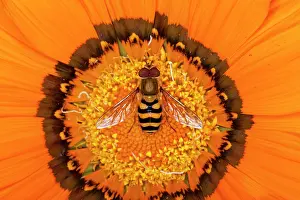 Gazania: Hoverfly - on Gazania flower