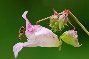 Borders: Hoverfly on Indian Balsam/Policemans Helmet (Impatiens