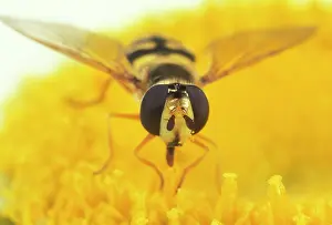 Hoverflies: Hoverfly - Large compound eyes