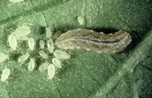 Peach: Hoverfly larva and aphid