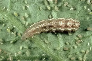 Peach: Hoverfly larva eats aphids