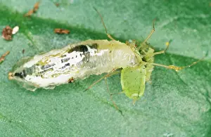 Hoverflies: HOVERFLY Larvae - eating greenfly (pea aphids)