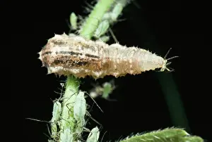 Hoverflies: Hoverfly Larvae - Feeding on aphid