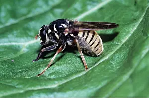 Ake Lindau: HOVERFLY ON LEAF