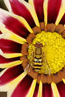 Gazania: Hoverfly male on Gazania Flower Syrphus species
