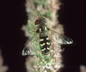 Adaptation: Hoverfly on Peppermint