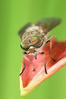 Hoverflies: Hoverfly - resting on flower petal