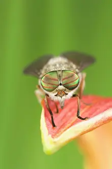 Hoverflies: Hoverfly - resting on flower petal