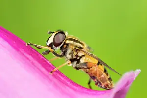 Hoverflies: Hoverfly - resting on Foxglove flower
