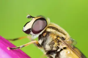 Hoverflies: Hoverfly - resting on Foxglove flower