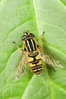 Hoverflies: Hoverfly - resting on leaf