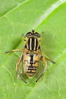 Hoverflies: Hoverfly - resting on leaf