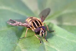 Hoverflies: Hoverfly resting on leaf, Norfolk UK
