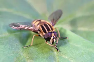 Helophilus: Hoverfly resting on leaf, Norfolk UK