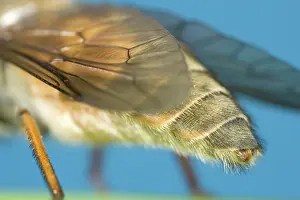 Hoverflies: Hoverfly - showing abdomen and wings