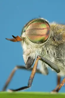 Hoverflies: Hoverfly - showing head and eyes