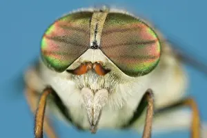 Hoverflies: Hoverfly - showing head and eyes
