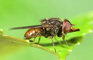 Campestris: Hoverfly - showing snout