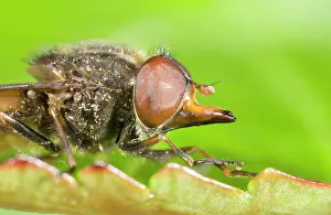 Campestris: Hoverfly - showing snout