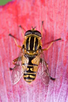 Helophilus: Hoverfly - Sitting on poppy petal