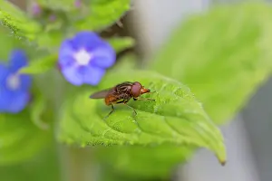 Campestris: Hoverfly summer - UK (Rhingia campestris)