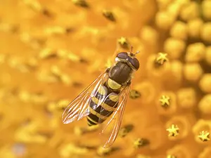 Sunflower: Hoverfly on sunflower - UK
