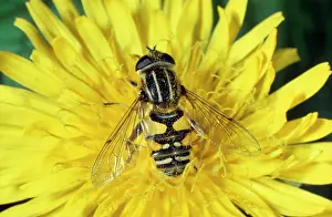 Hoverflies: Hoverfly / Sunfly