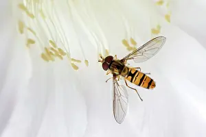 Syrphidae: Hoverfly (Syrphidae) sitting on cactus flower (Echinopsis