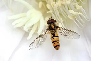 Syrphidae: Hoverfly (Syrphidae) sitting on cactus flower (Echinopsis