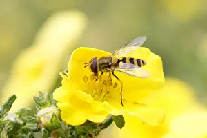 Syrphus: Hoverfly, Syrphus spp, feeding on bright yellow