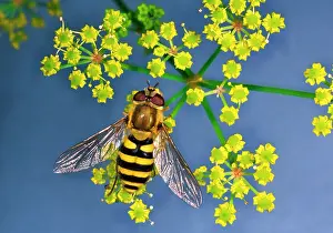Hoverflies: HOVERFLY - on Umbellifera flower