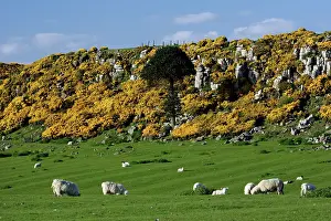 Ulex: Howick Scar - flowering gorse in spring-time, south