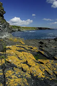 Scar: Howick Scar - lichen covered rocks on coastline