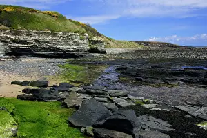 Scar: Howick Scar - at low tide