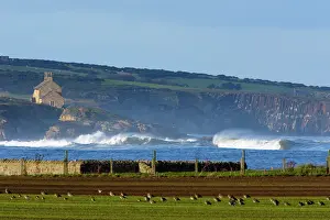 Scar: Howick Scar - view of scar from Boulmer, in foreground