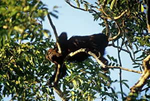 Howler: Howler Monkey