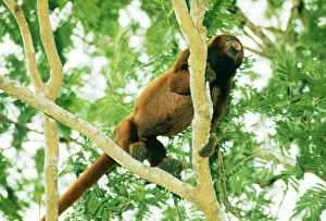 Howling: Howler Monkey