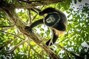 Prehensile: Howler Monkey (Alouatta) defends its territory