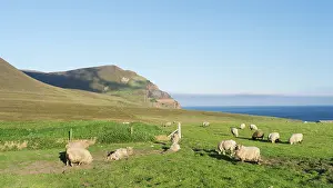 Orkney: Hoy island, Shetland Sheep grazing at the