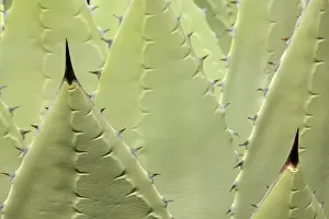 Parryi: Huachuca Agave