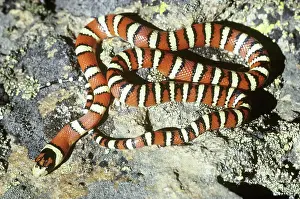 Kingsnake: Huachuca Mountain Kingsnake