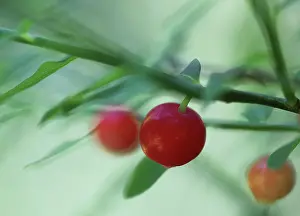 Huckleberry: Huckleberry