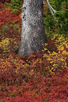 Paradise: Huckleberry bushes and mountain ash in autumn hues in Mount