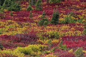Paradise: Huckleberry bushes and mountain ash in autumn hues in Mount