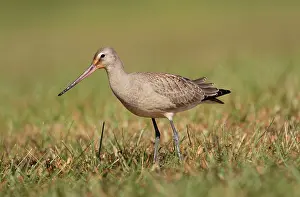 Haemastica: Hudsonian Godwit - first winter Non-breeding plumage