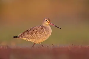 Godwits: Hudsonian Godwit - first winter Non-breeding plumage