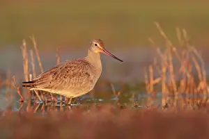 Godwits: Hudsonian Godwit - first winter Non-breeding plumage